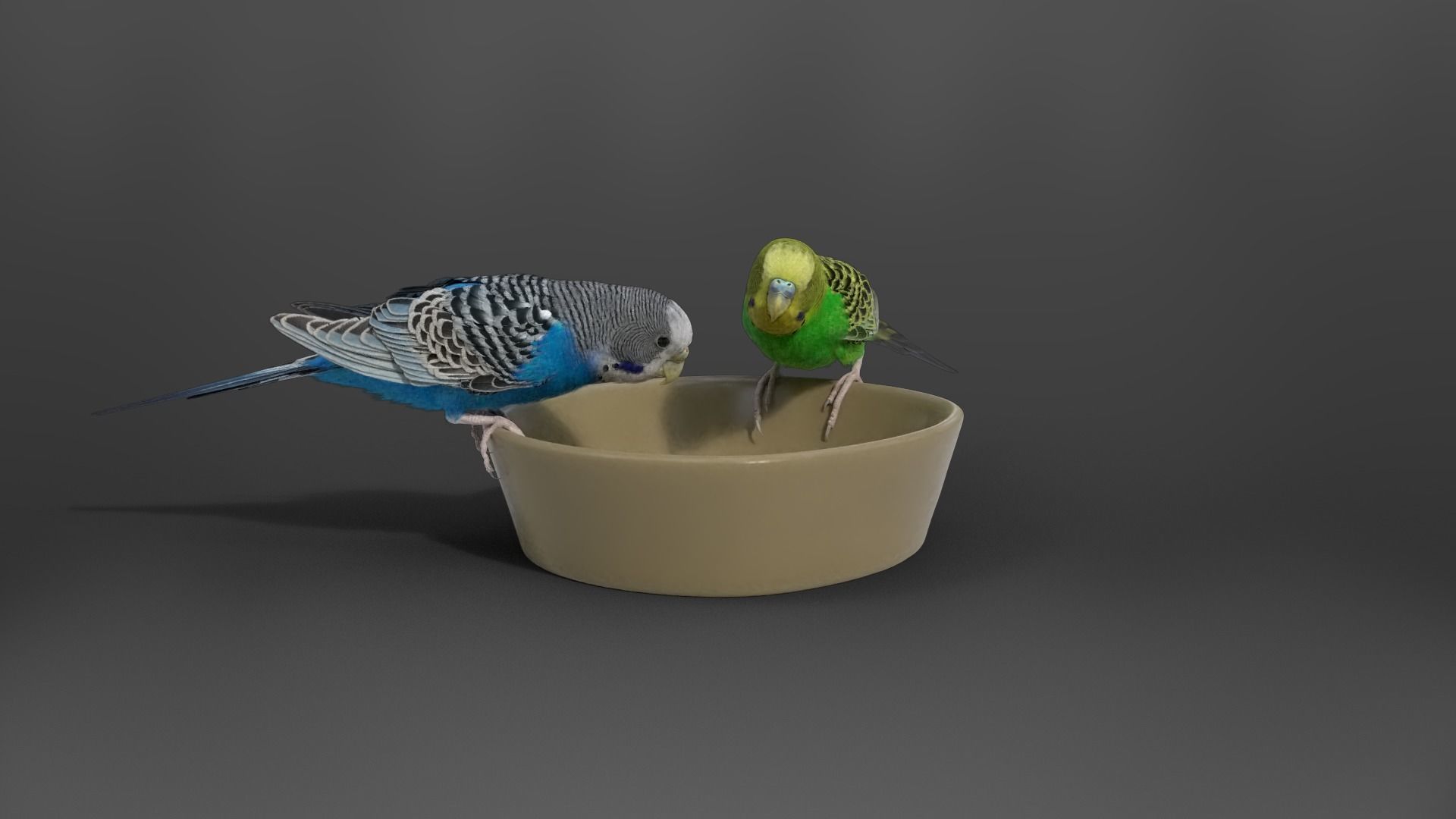 Budgerigar Animated VFX Grace 3D model_8