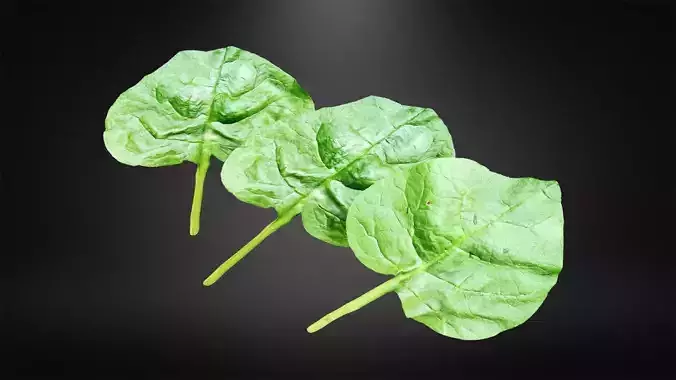 Spinach leaf Low-poly 3D model