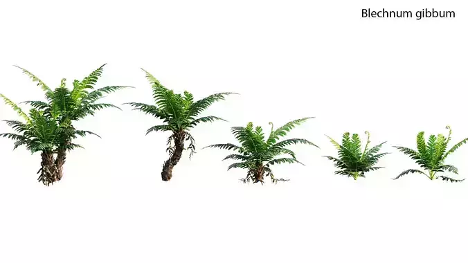 Silver Lady Fern - Blechnum gibbum