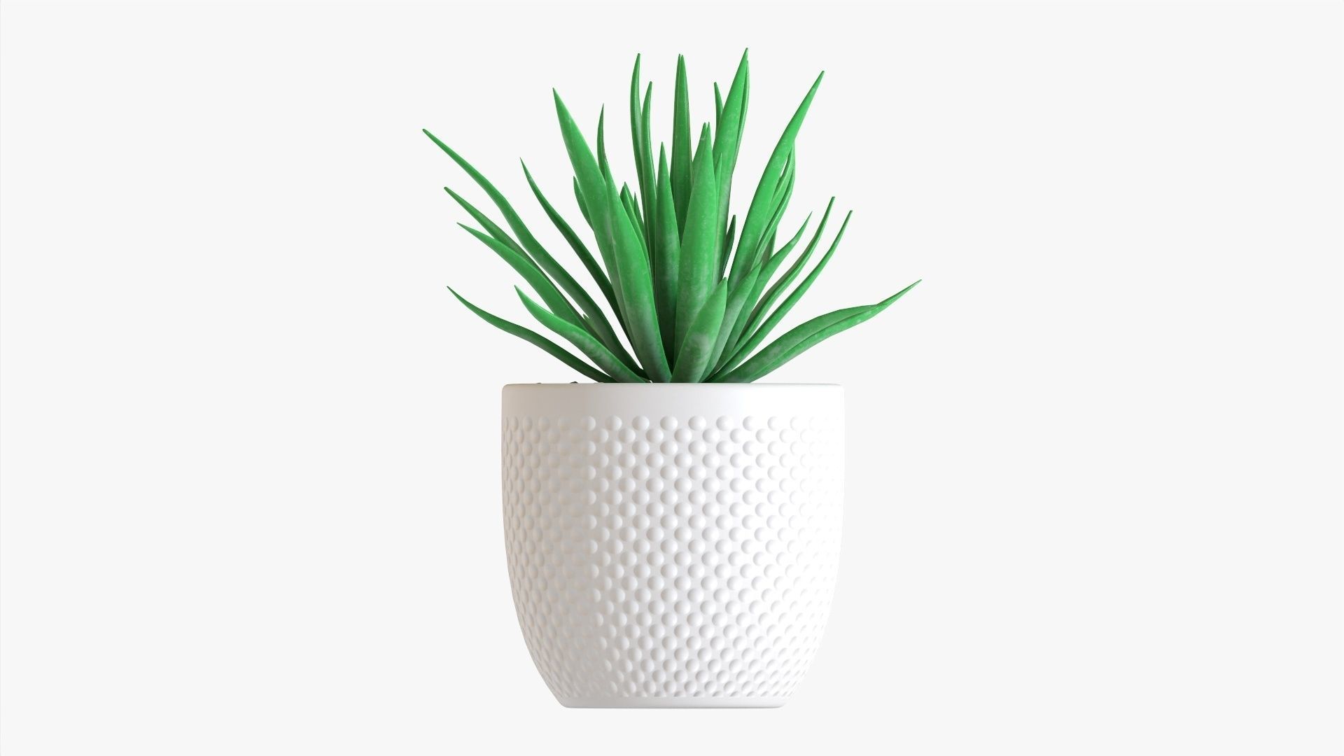 Decorative succulent potted plant 11 3D model_3