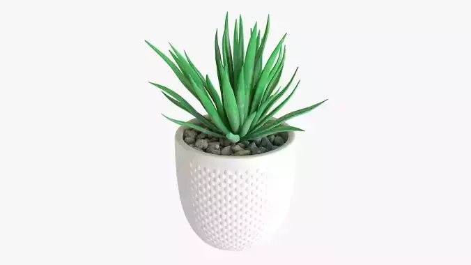 Decorative succulent potted plant 11 3D model
