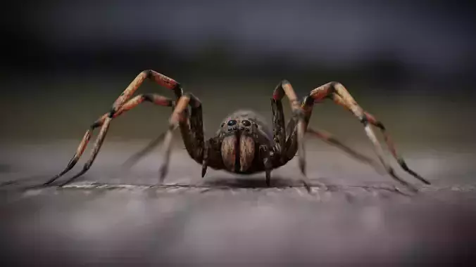 Spider 3d 3D model