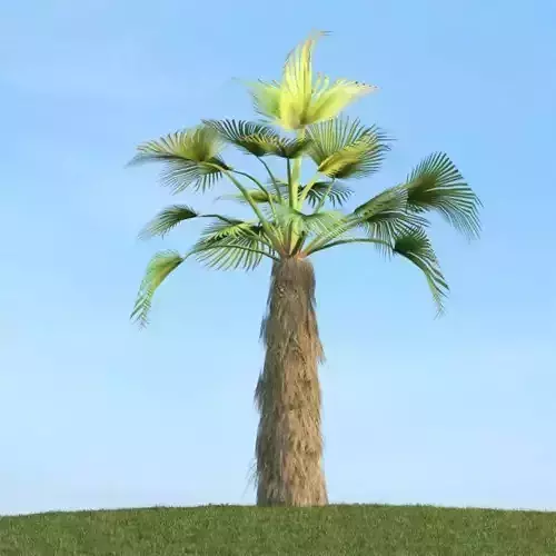 Palm Tree