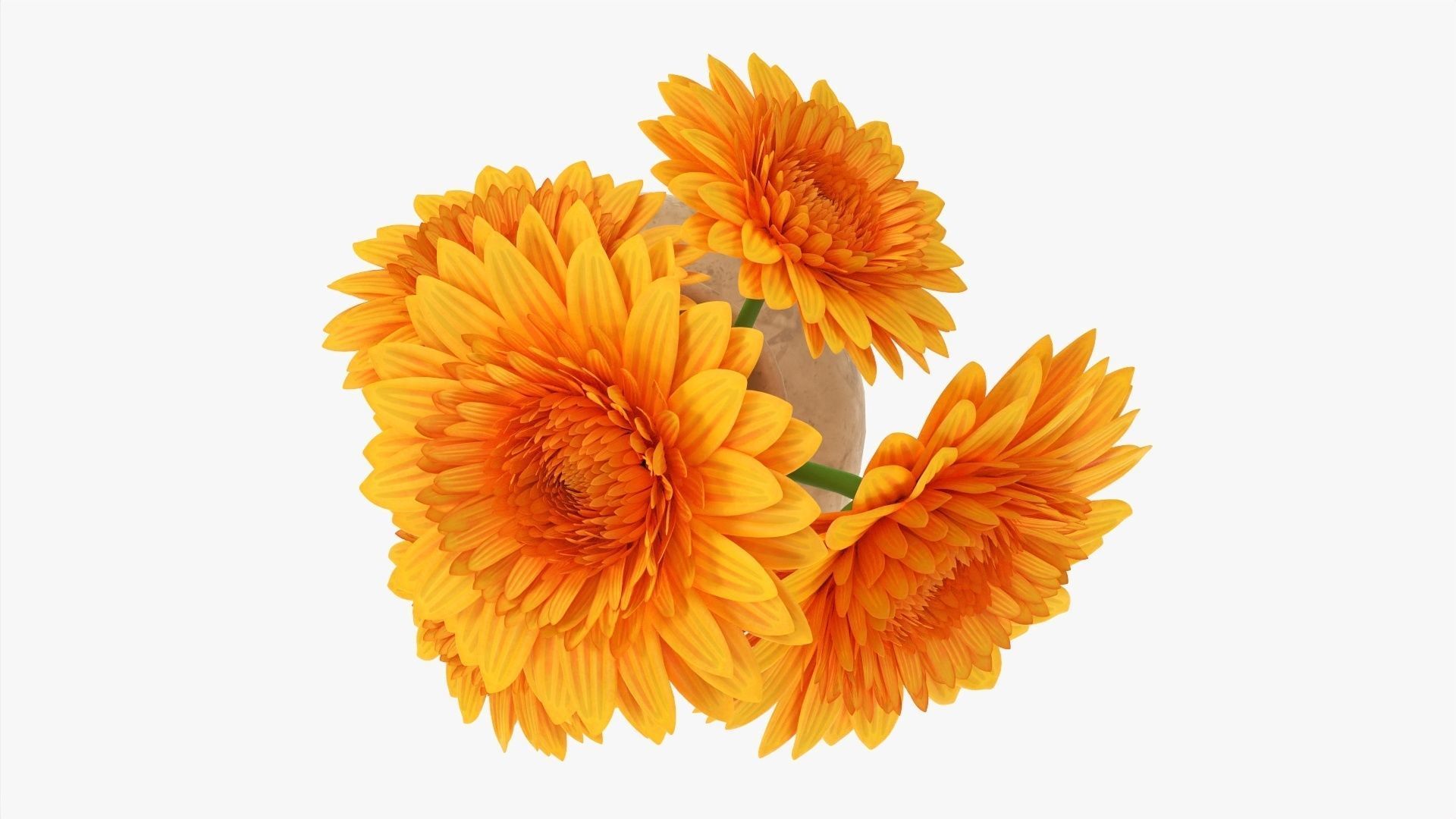 Gerbera in vase v1 3D model_5