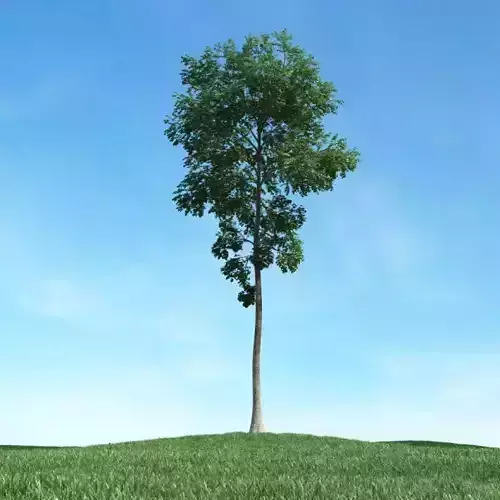 Tree   Green Leaf 3D model