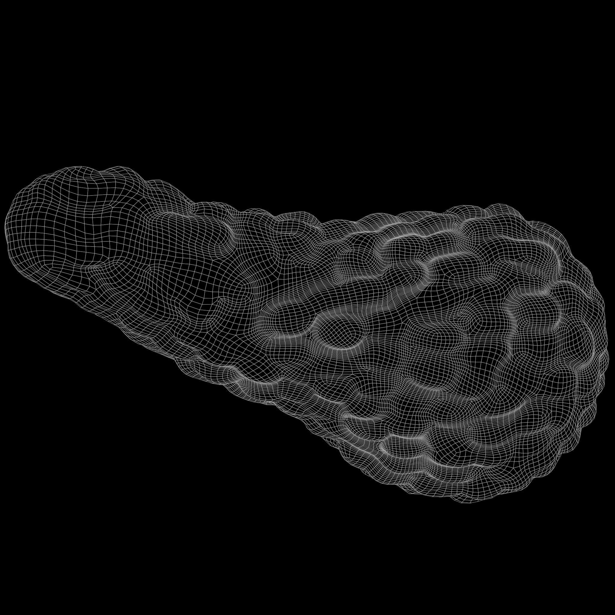 Human Pancreas Anatomy 3D model_5