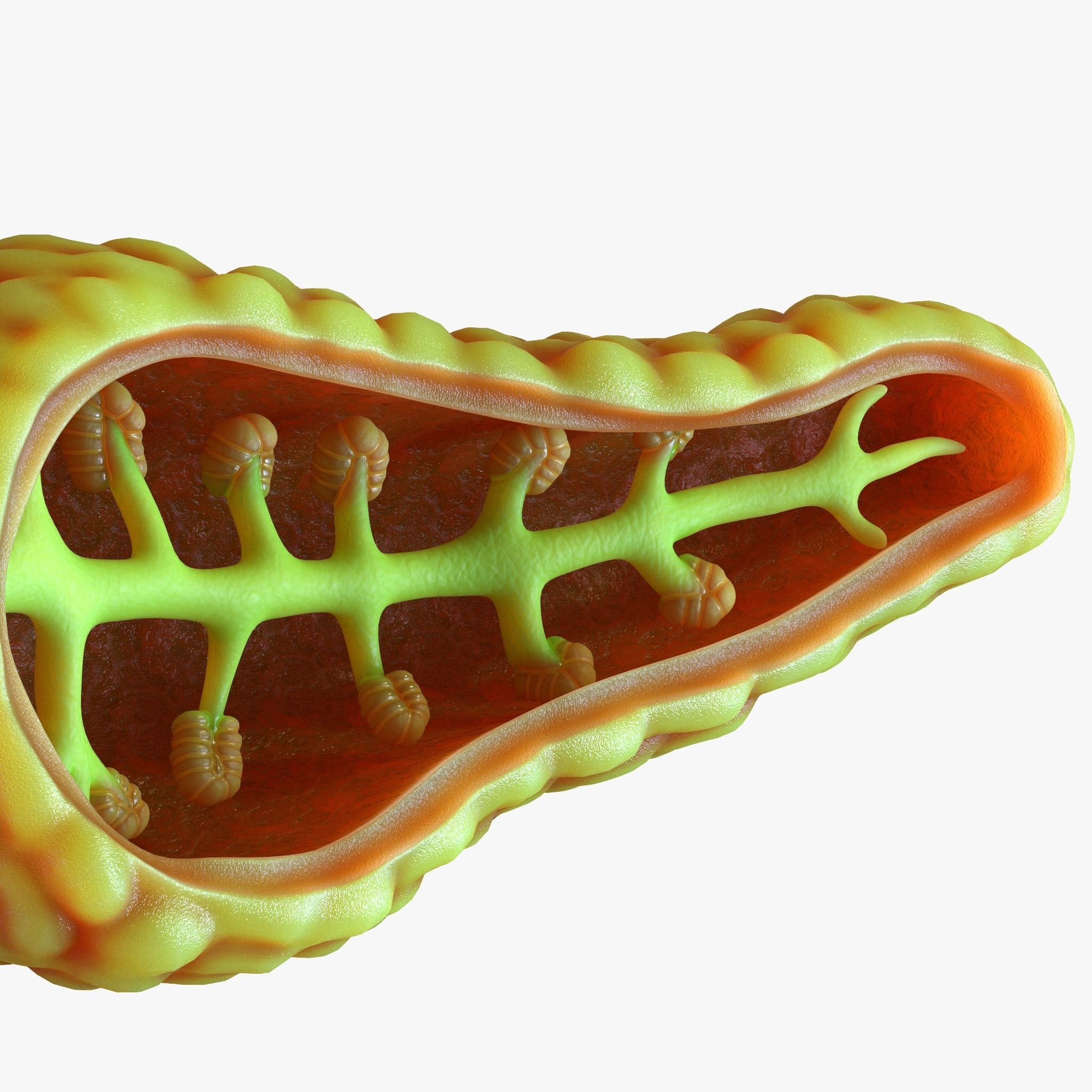 Human Pancreas Anatomy 3D model_1