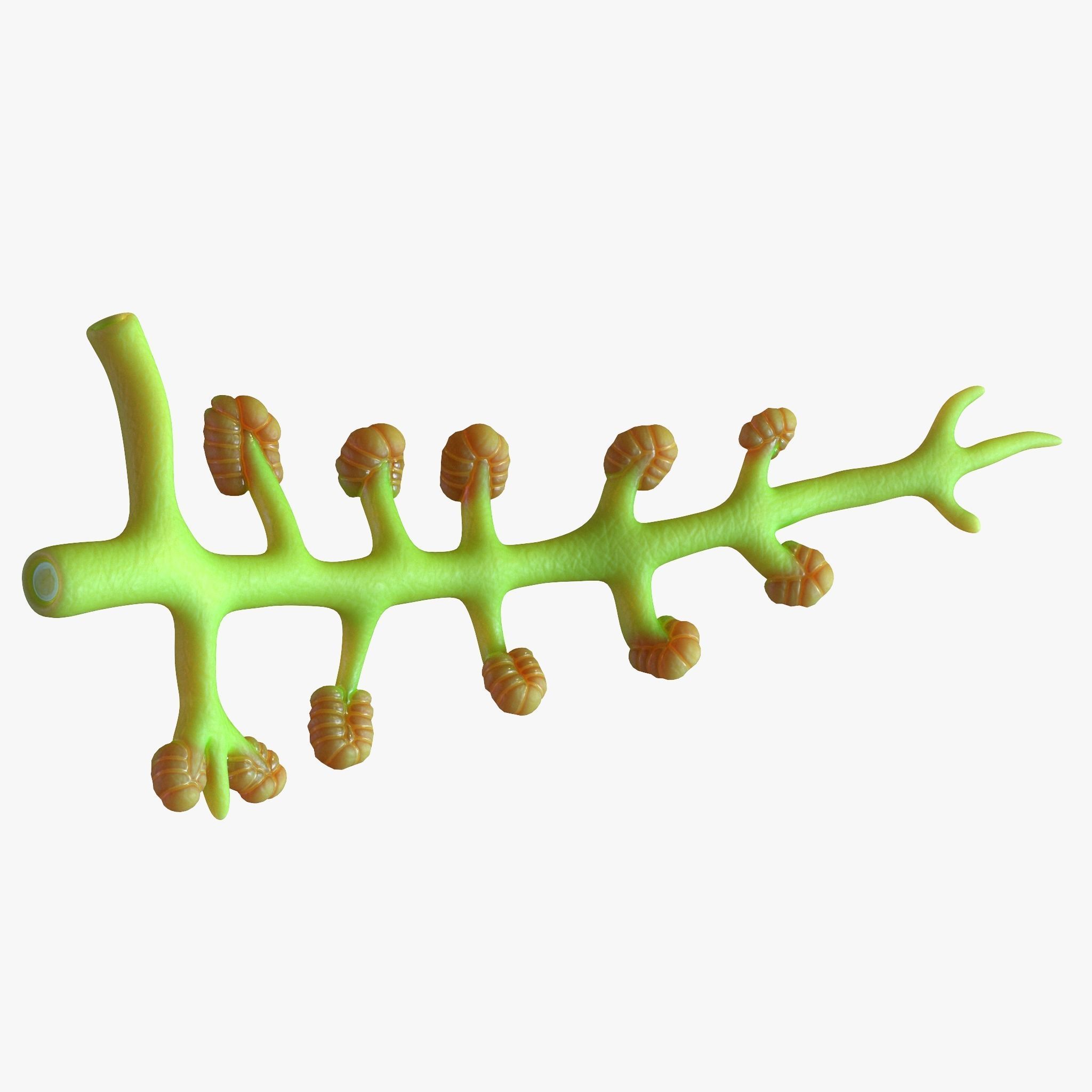 Human Pancreas Anatomy 3D model_3