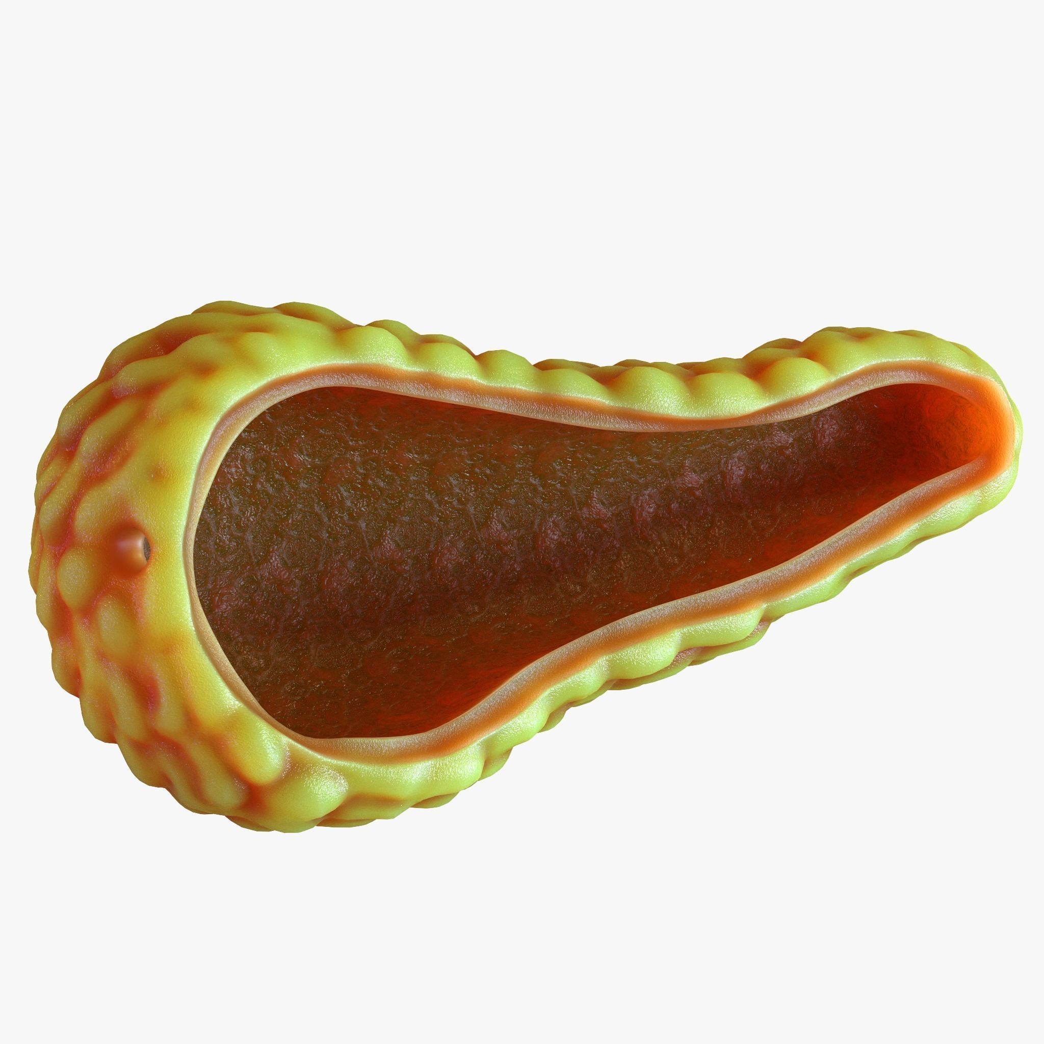 Human Pancreas Anatomy 3D model_2