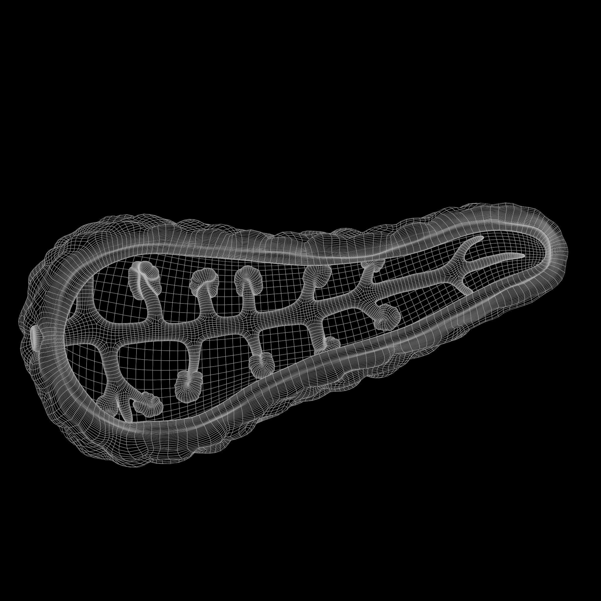 Human Pancreas Anatomy 3D model_6