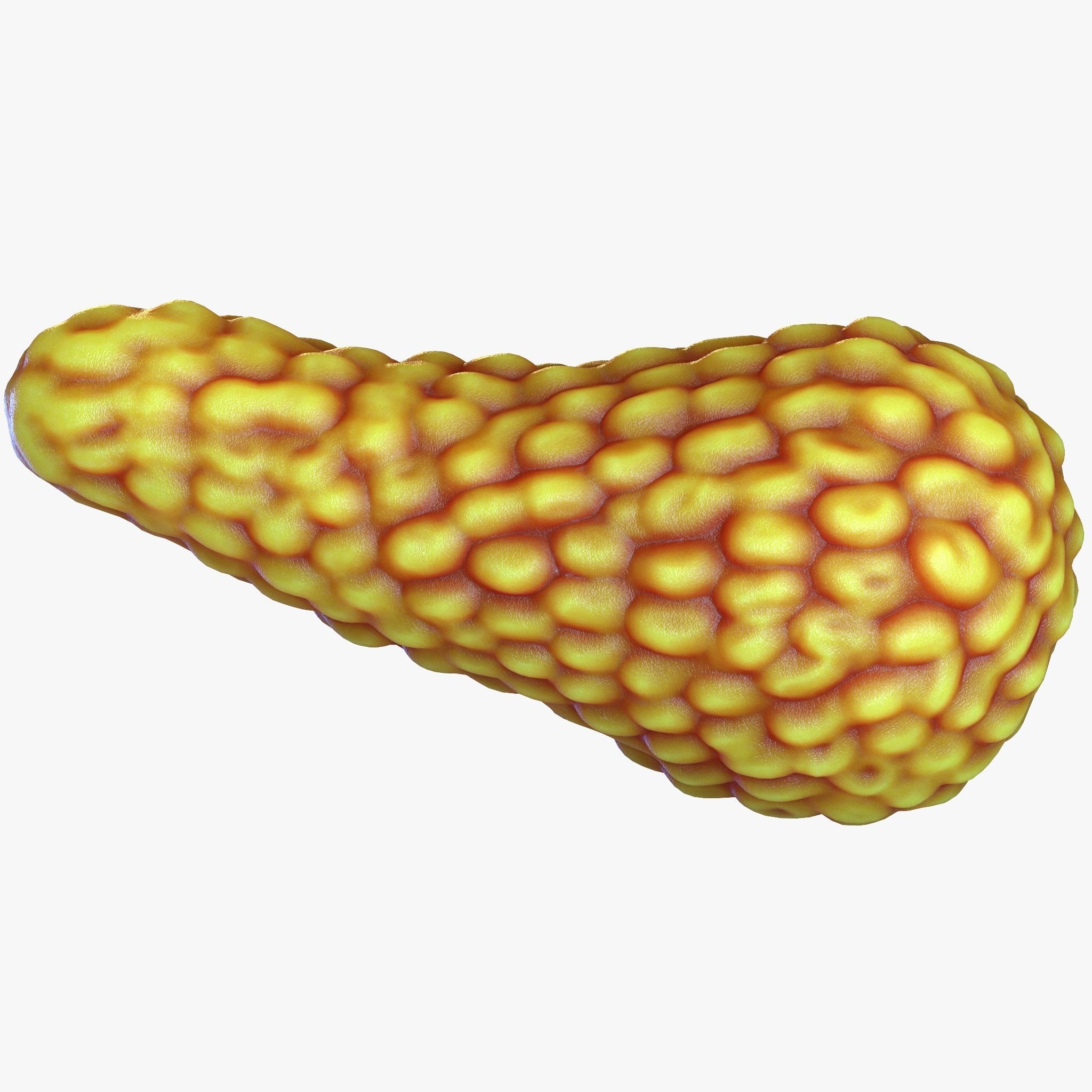 Human Pancreas Anatomy 3D model_4