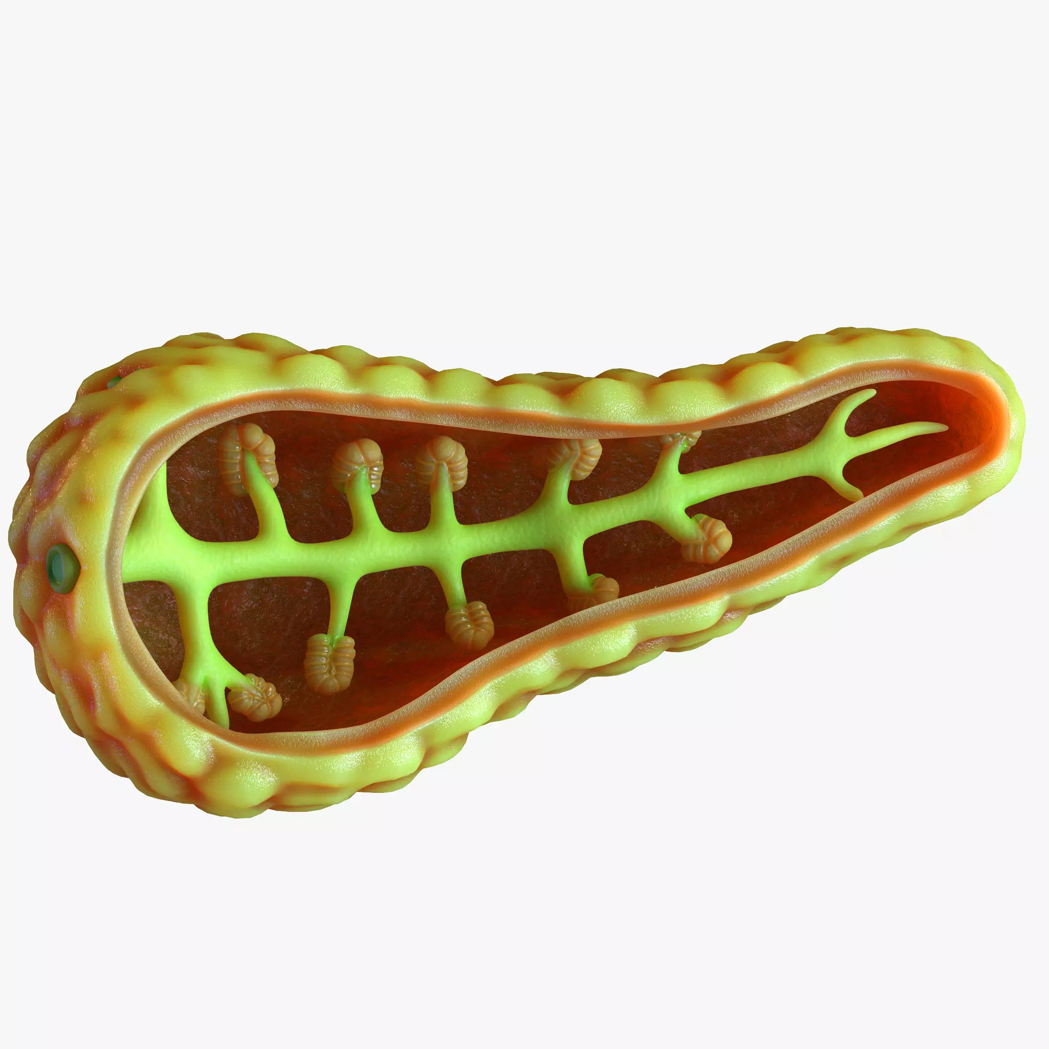 Human Pancreas Anatomy 3D model_0