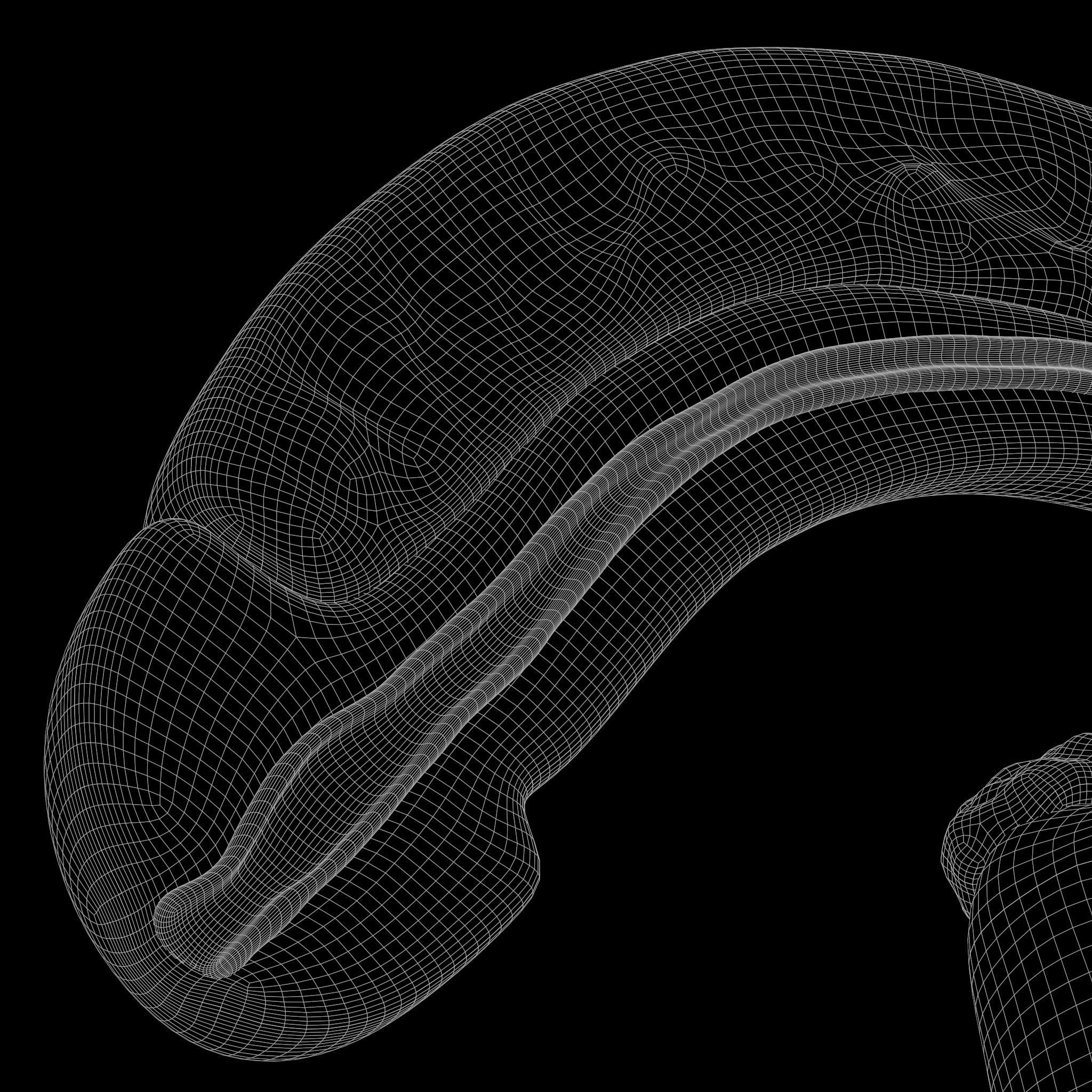 Male Reproductive System 3D model_9