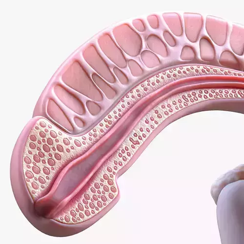 Male Reproductive System 3D model