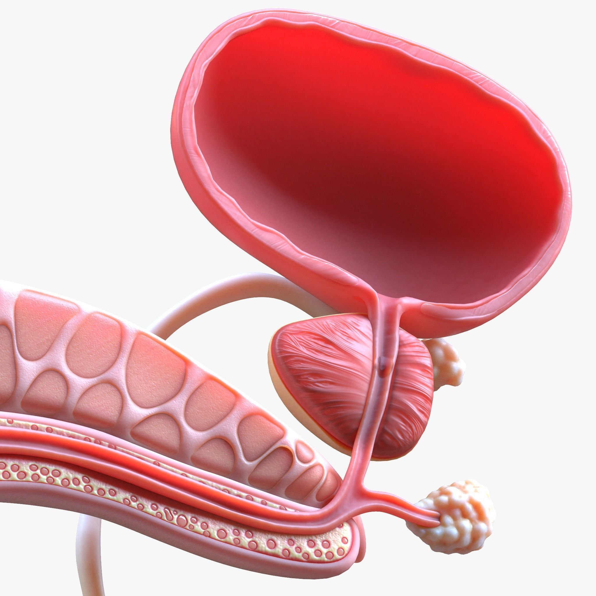 Male Reproductive System 3D model_4