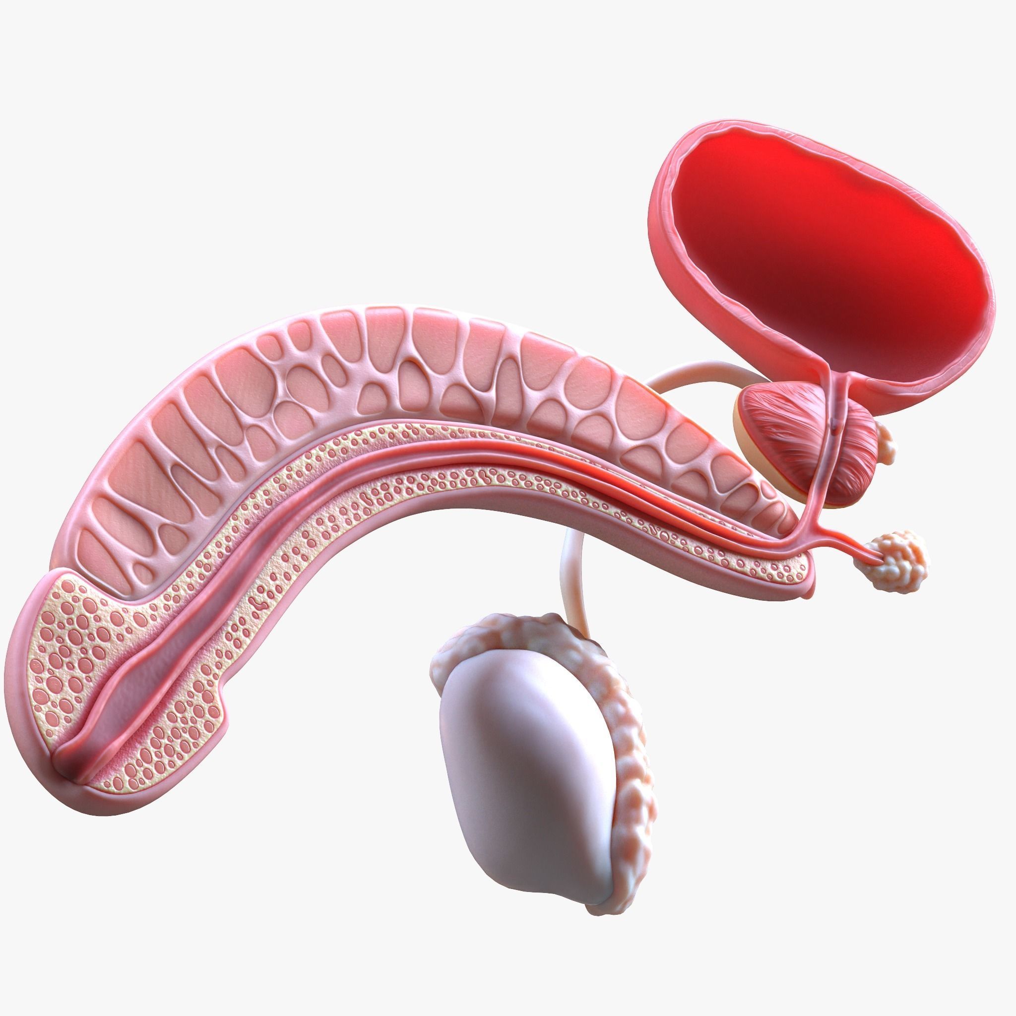 Male Reproductive System 3D model_3