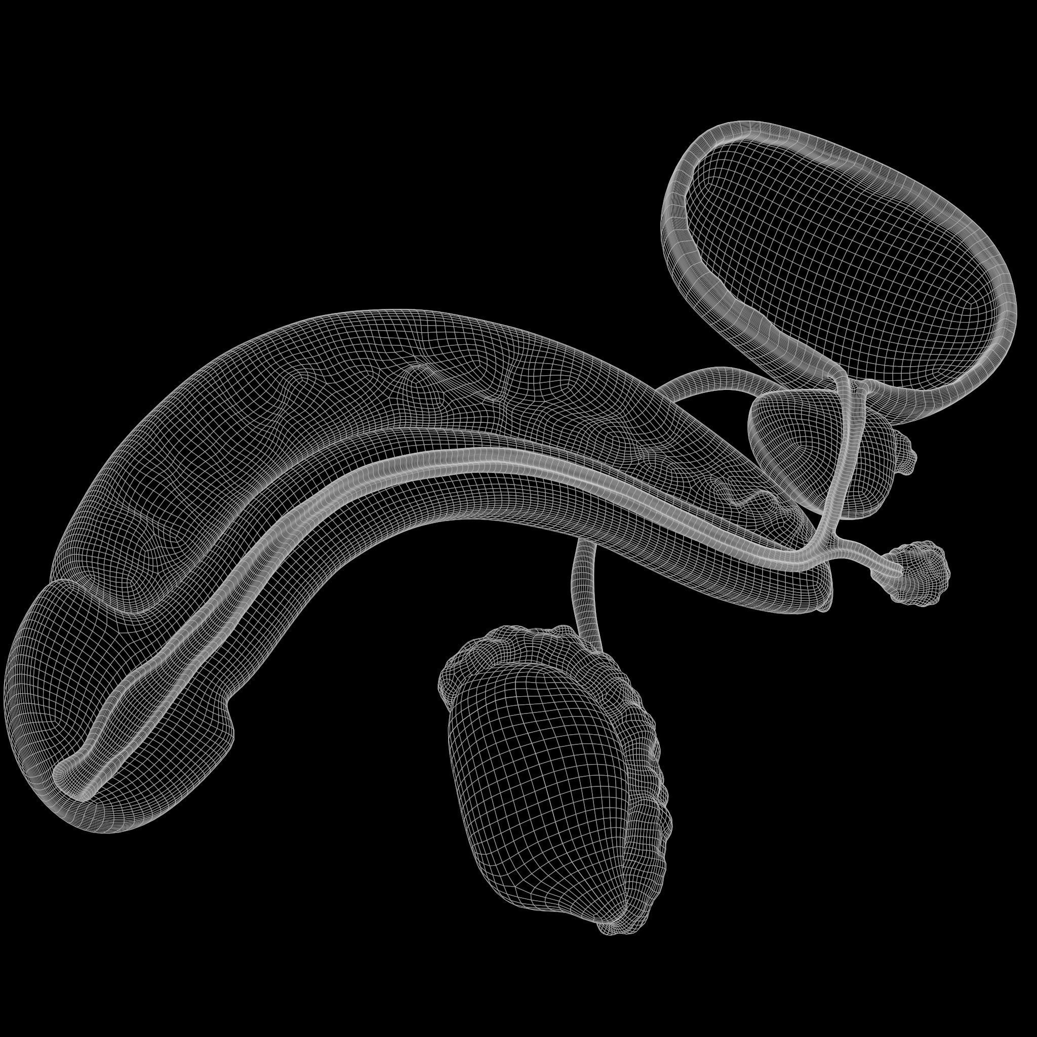 Male Reproductive System 3D model_8