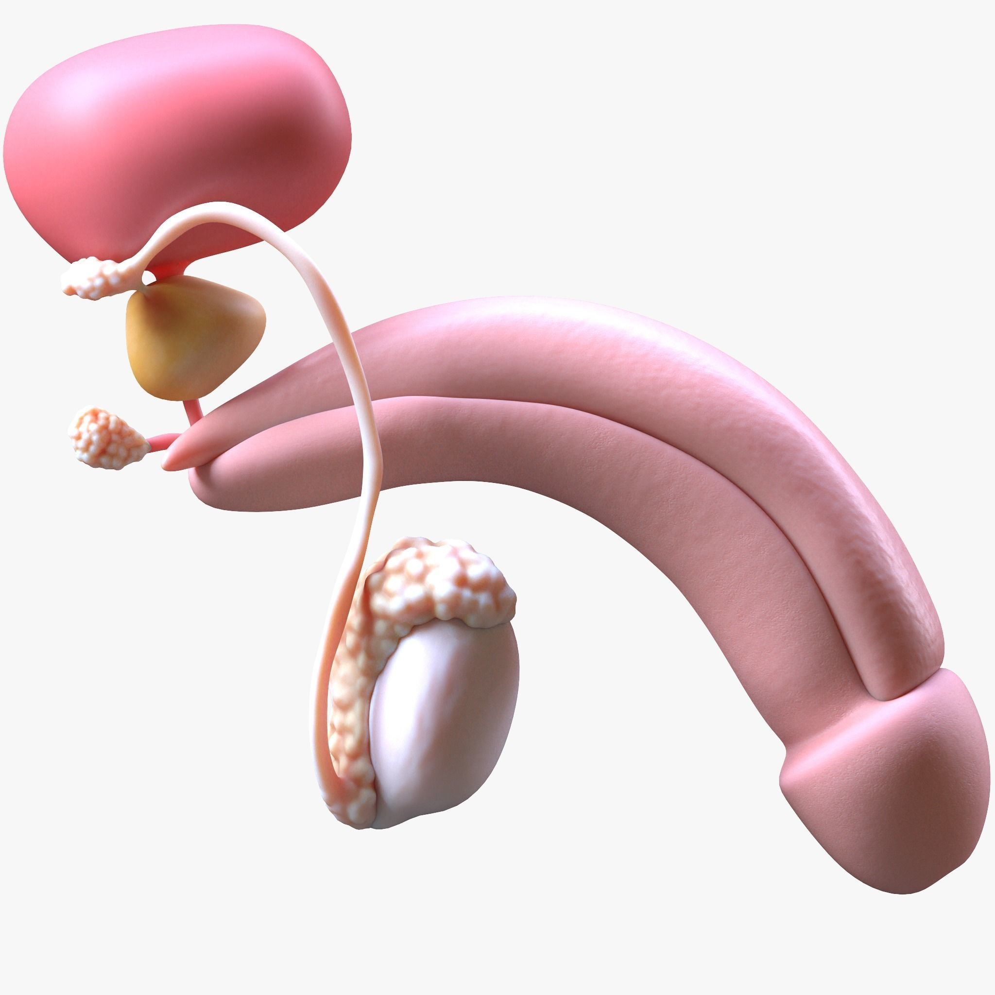 Male Reproductive System 3D model_2