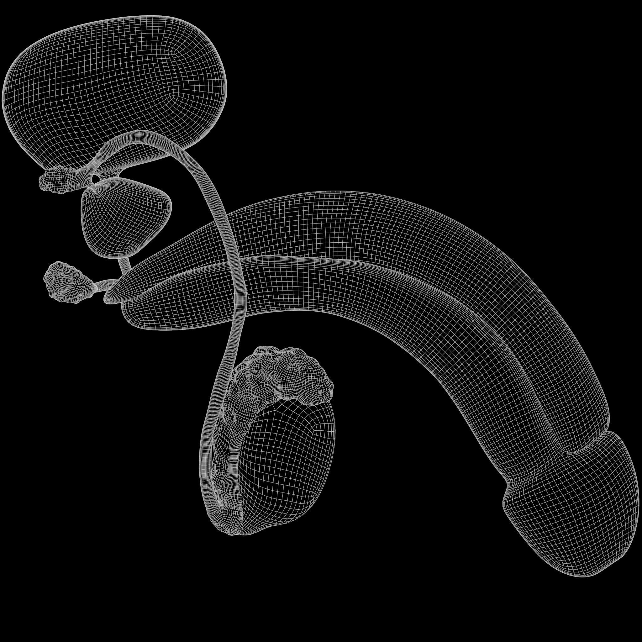 Male Reproductive System 3D model_7
