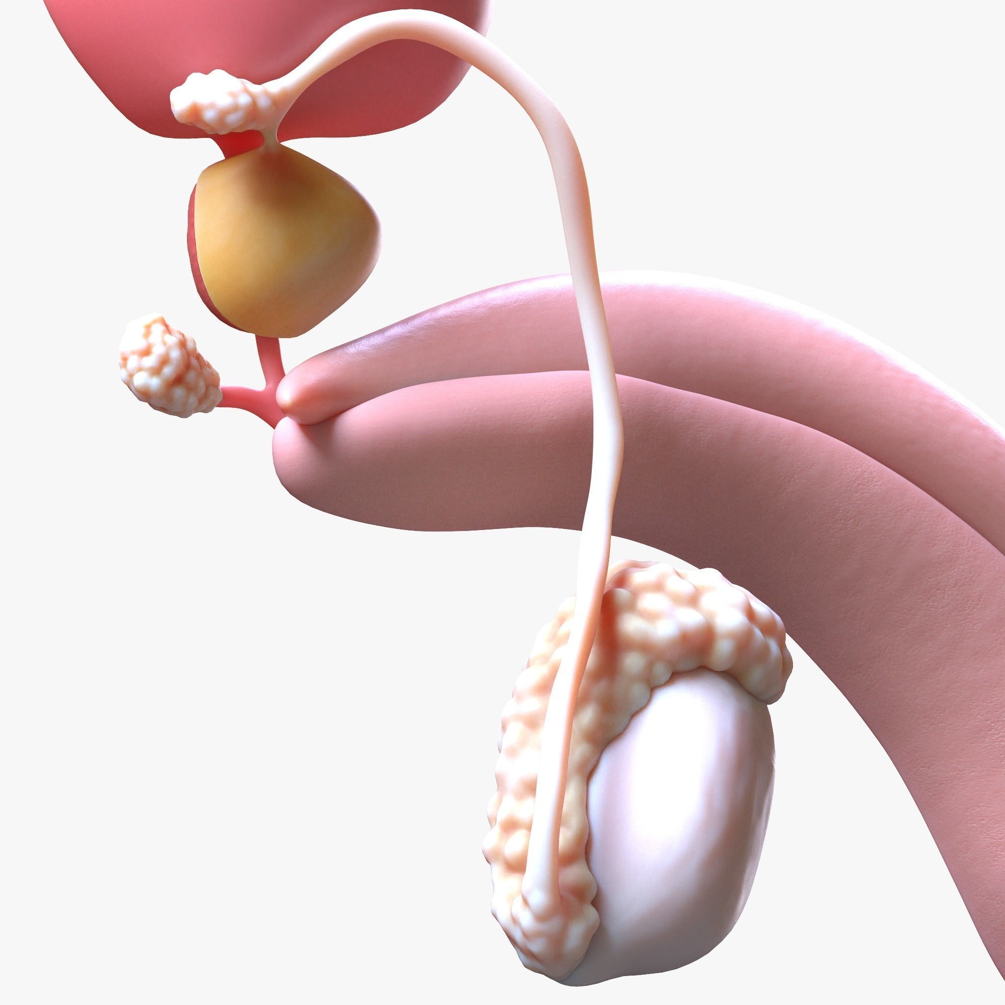 Male Reproductive System 3D model_5