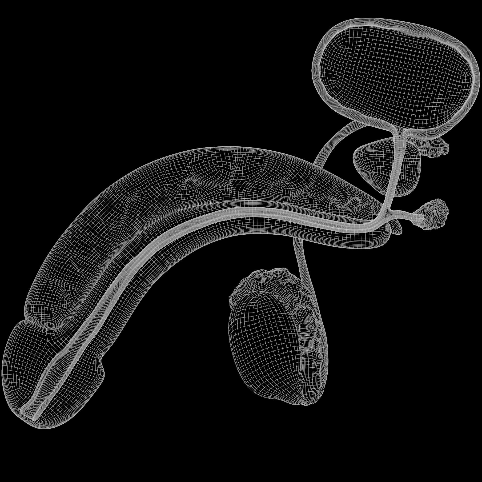 Male Reproductive System 3D model_6
