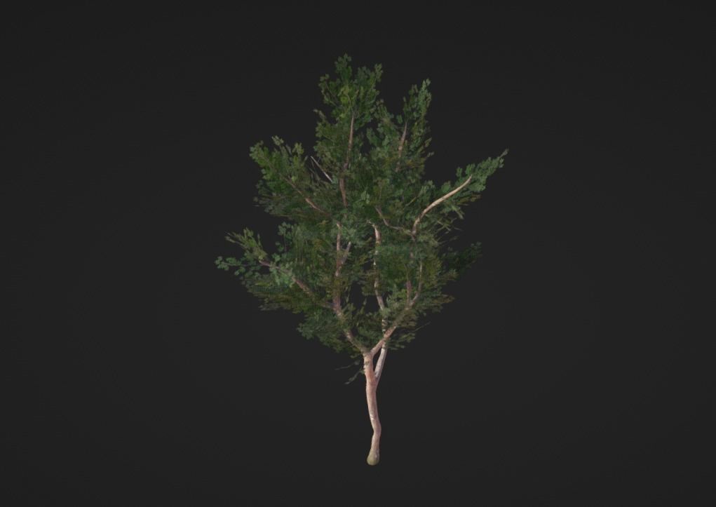 5 tree import-ready set 3D model_1