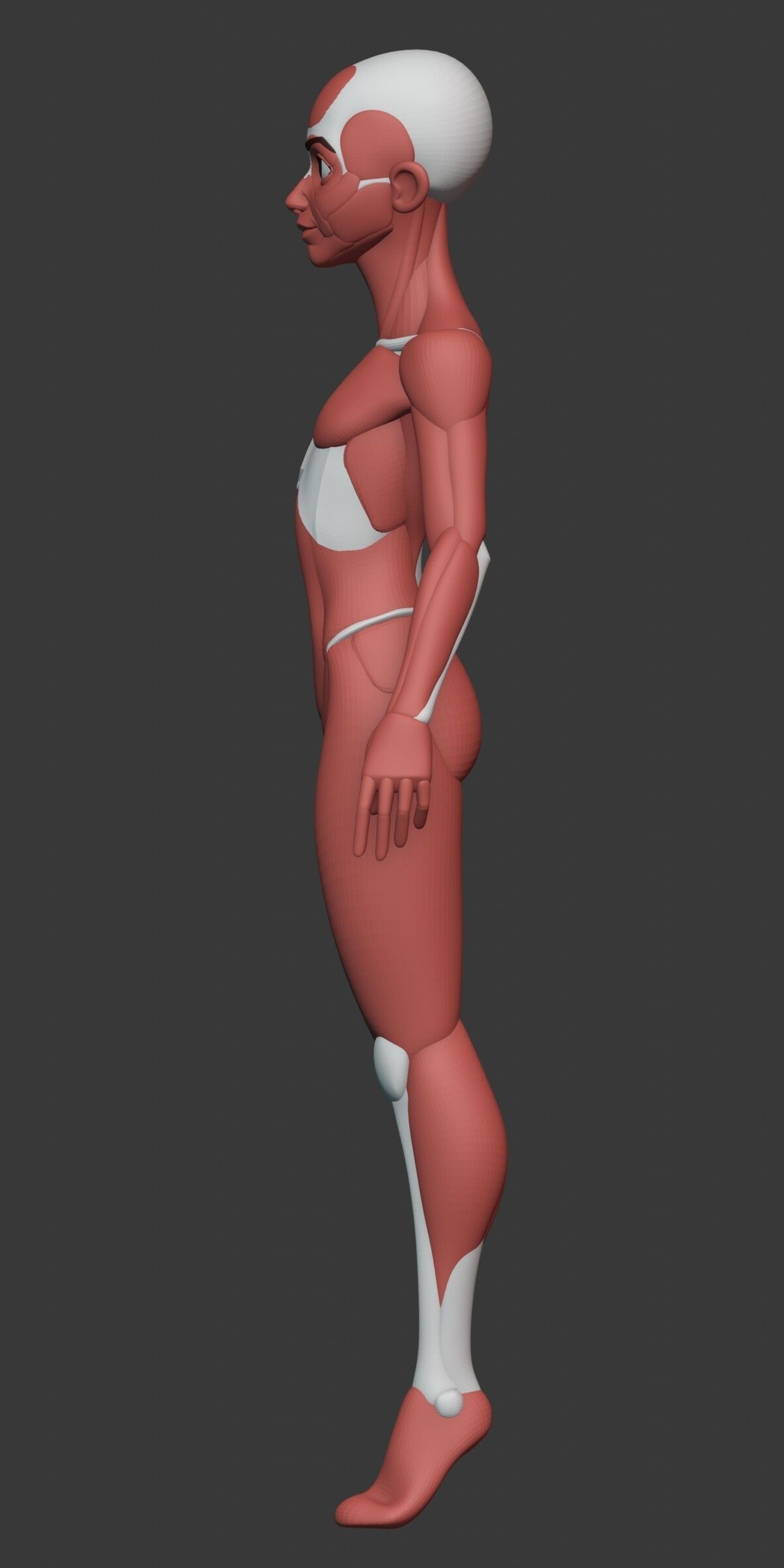 Stylized Female Anatomy Blockout 3D model_10
