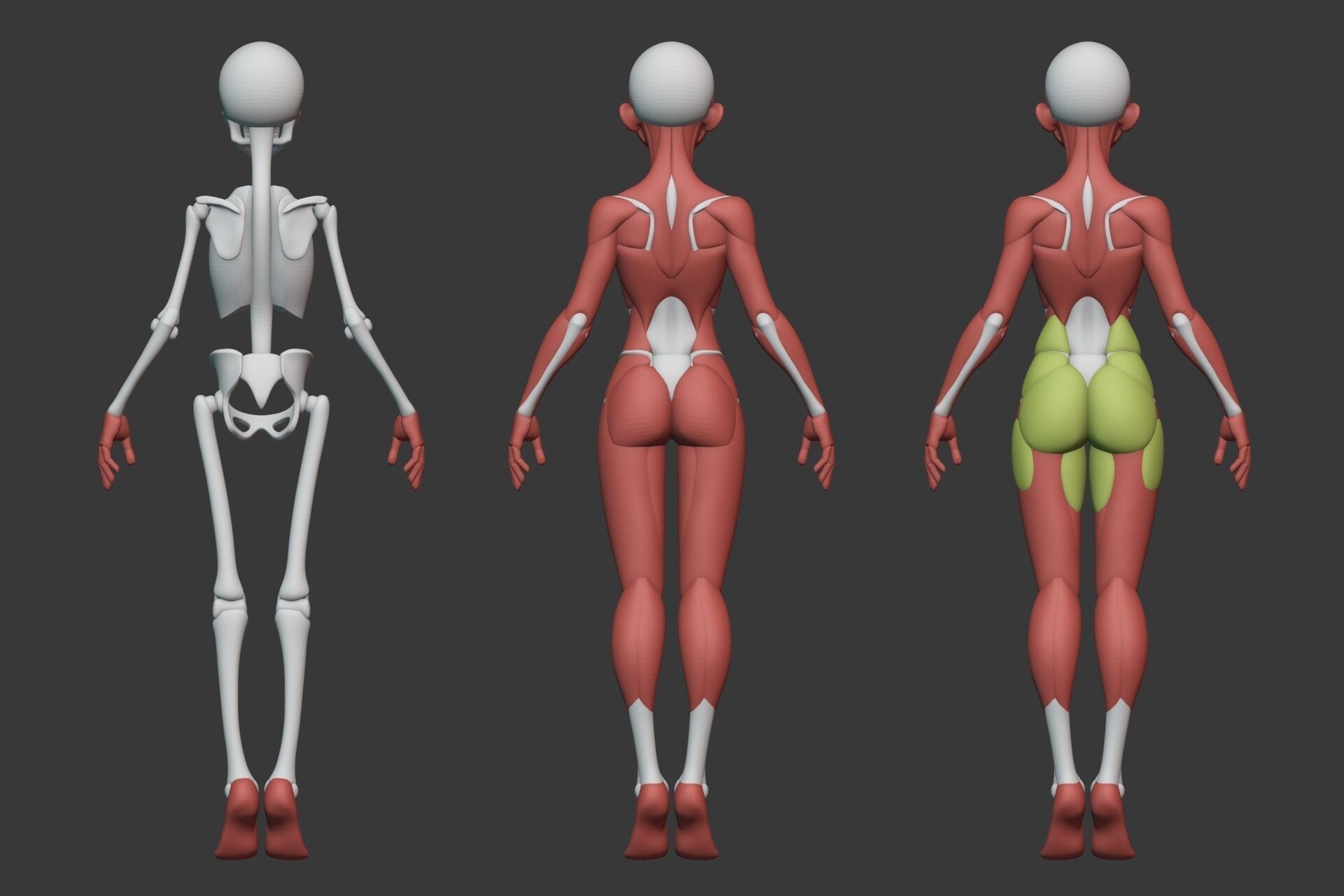 Stylized Female Anatomy Blockout 3D model_2