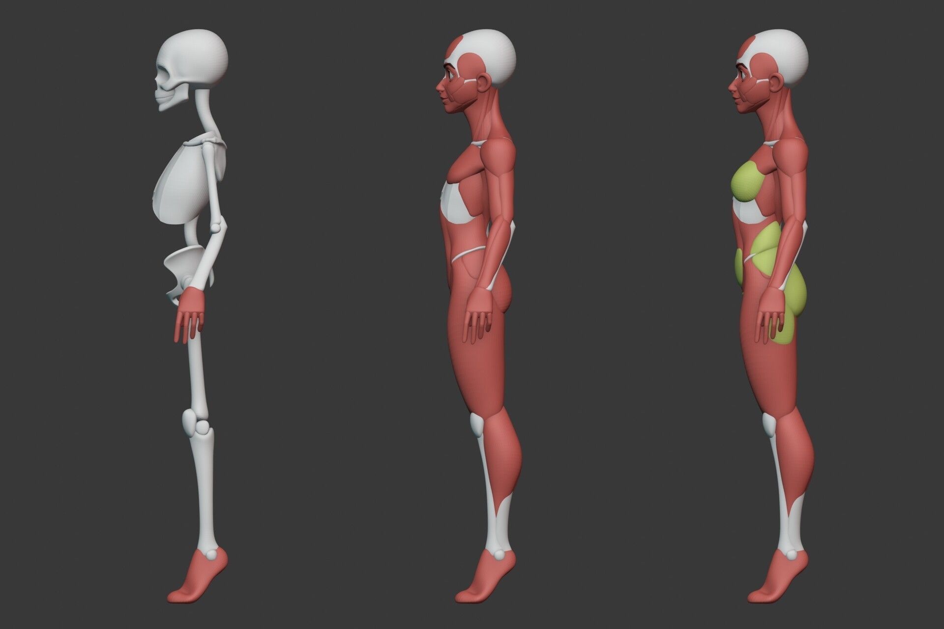 Stylized Female Anatomy Blockout 3D model_1