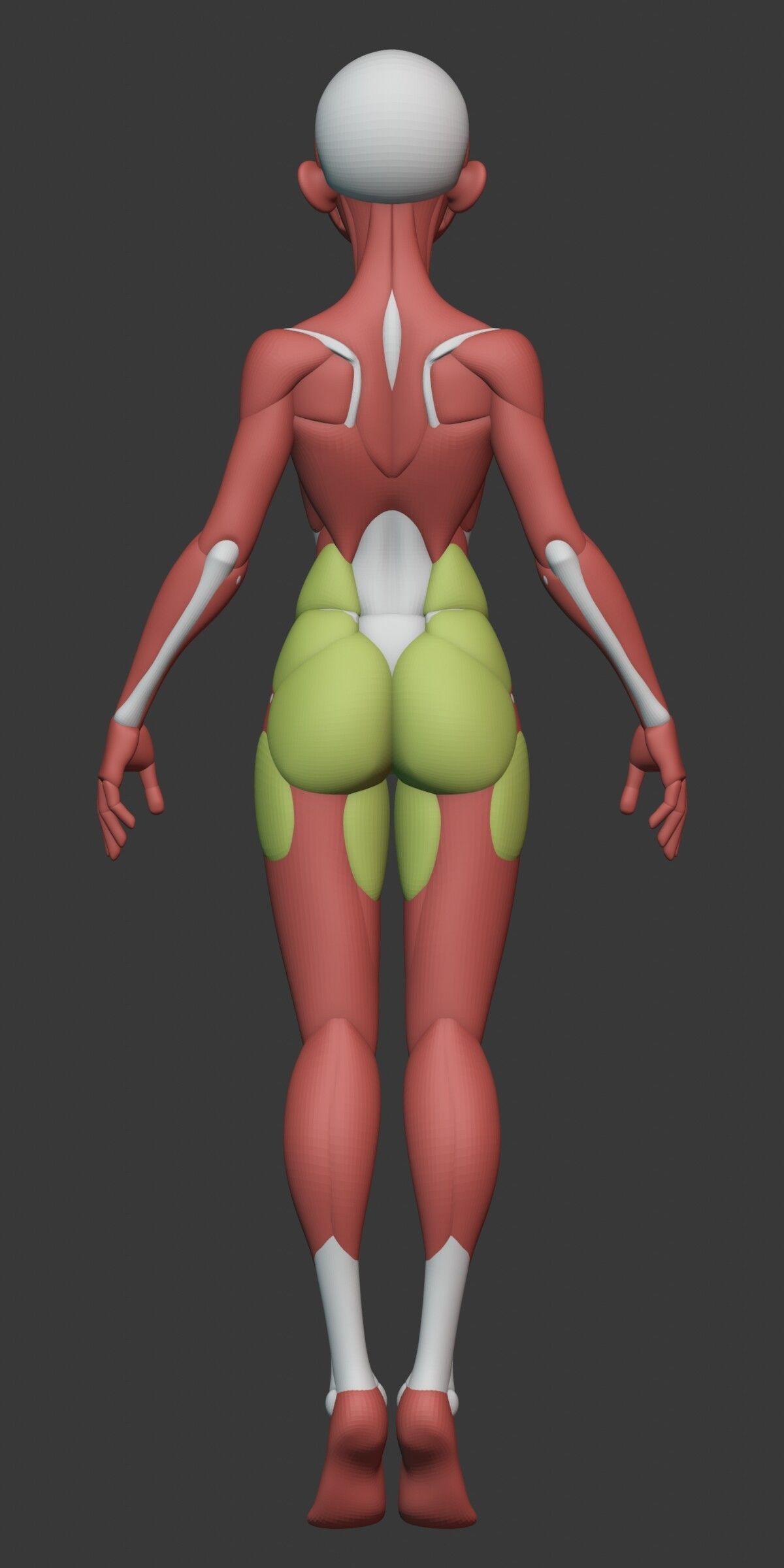 Stylized Female Anatomy Blockout 3D model_14