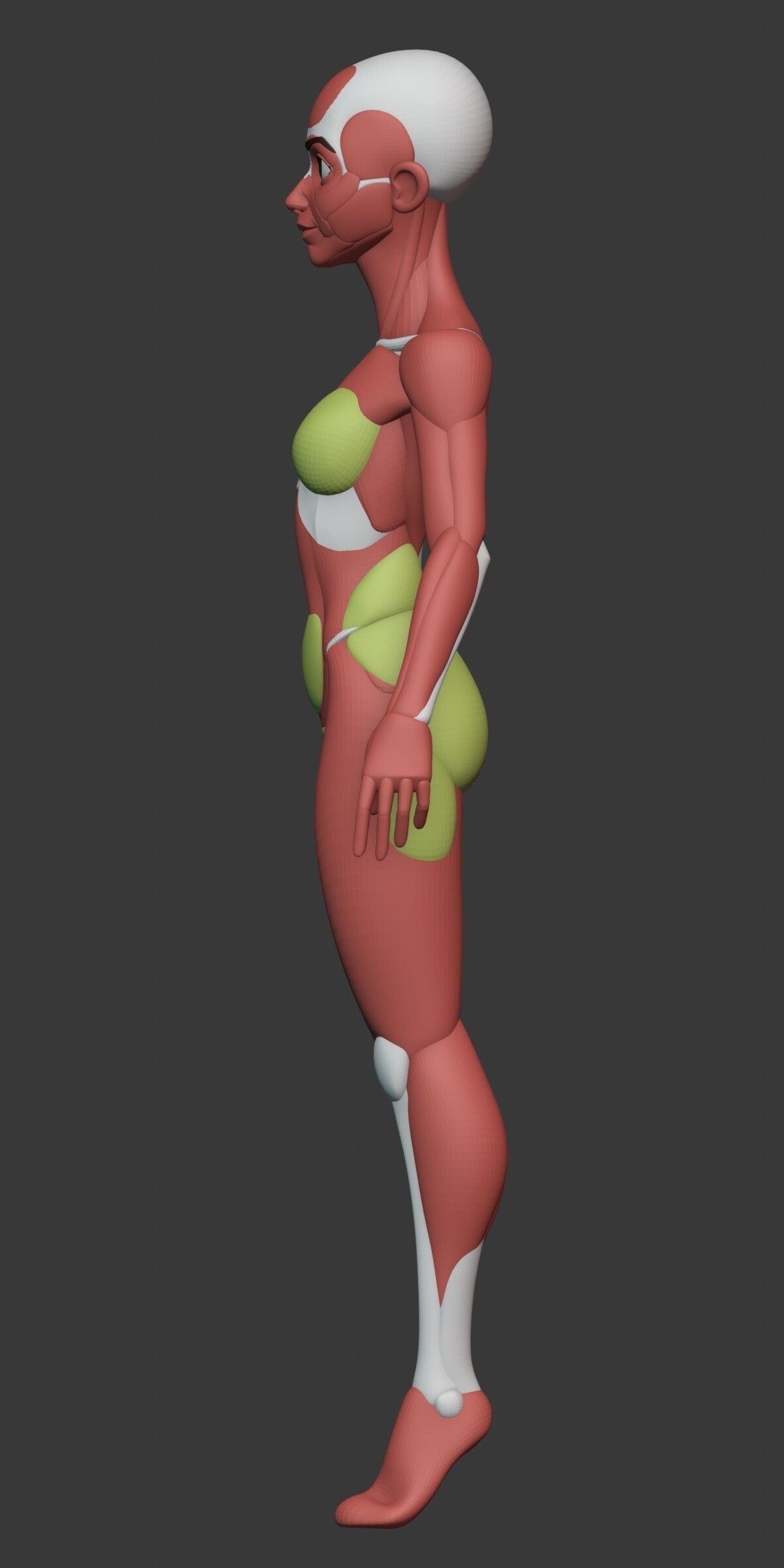 Stylized Female Anatomy Blockout 3D model_13