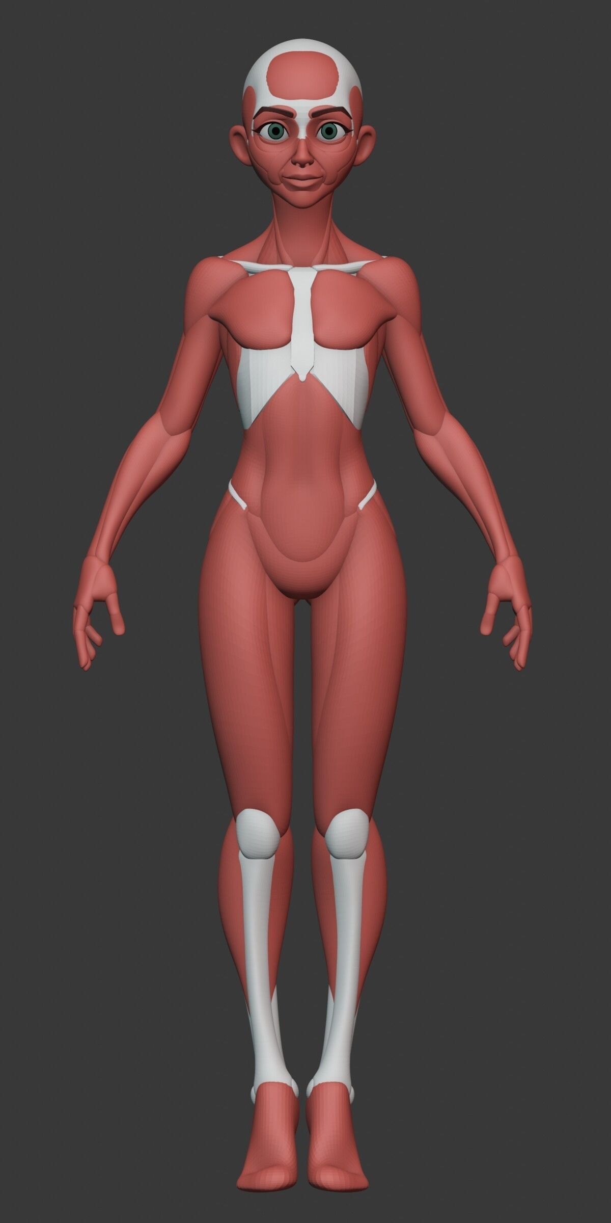 Stylized Female Anatomy Blockout 3D model_9