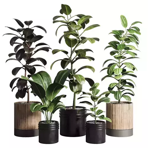  ficus rubbery plant Collection dirty wooden and plastic pots
