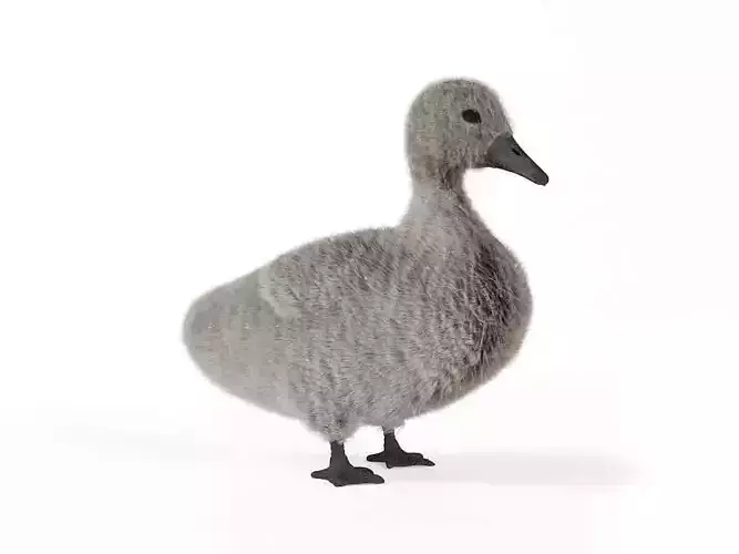 Cygnet duck - toy 3D model