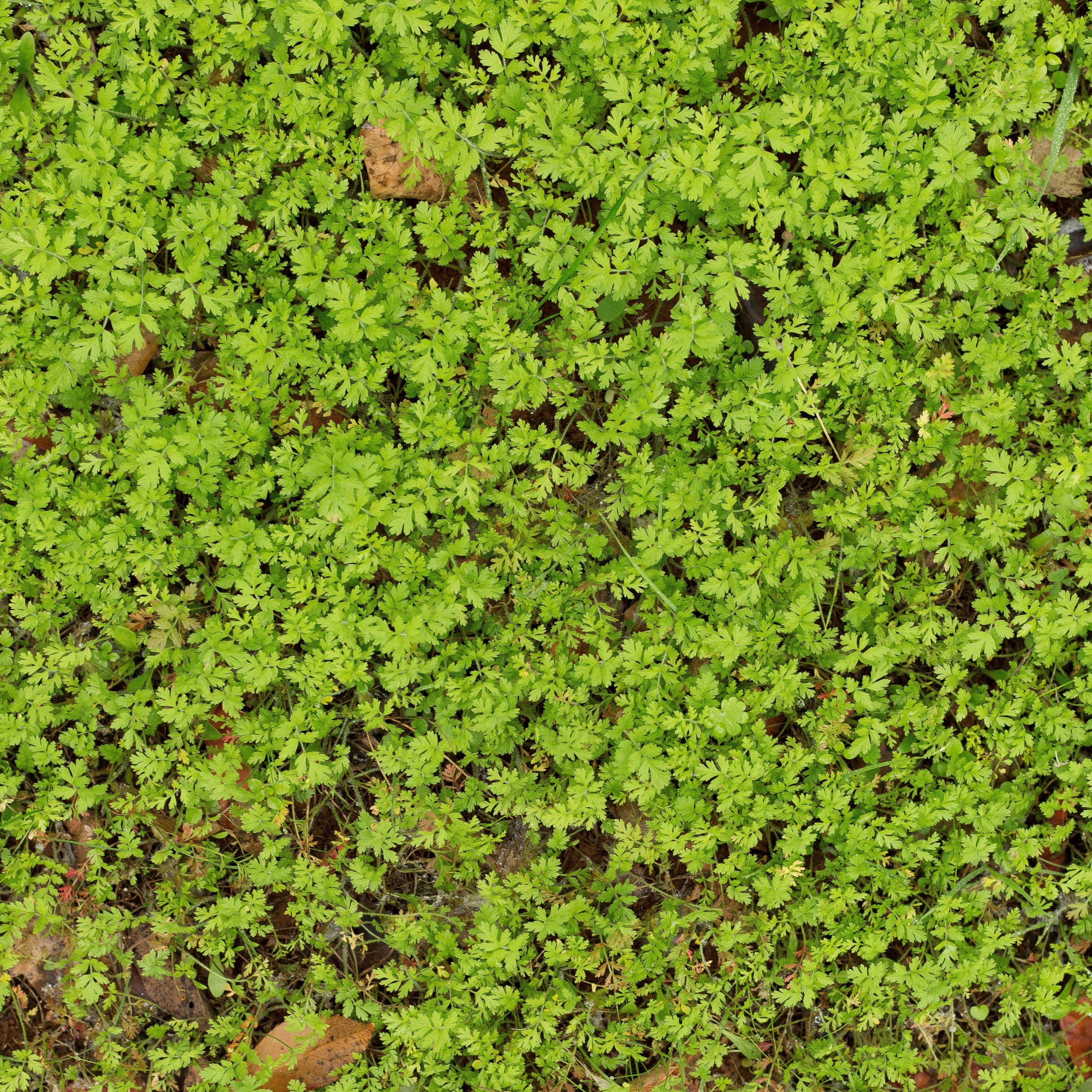 Low Vegetation 1 Texture_4