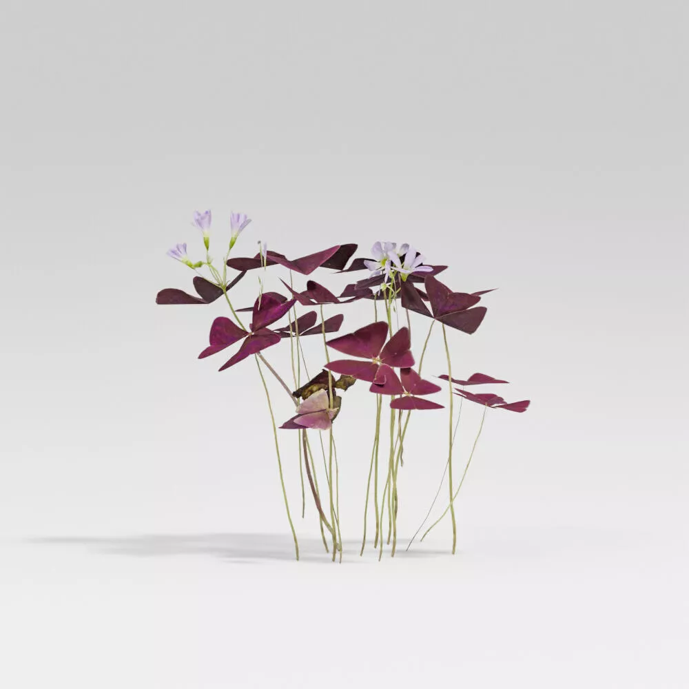 Purple Shamrock Low-poly 3D model