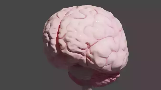 Human Brain 3D model
