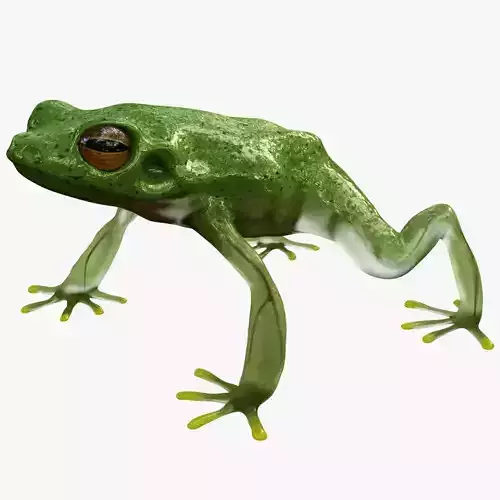 Tree Frog  3D model