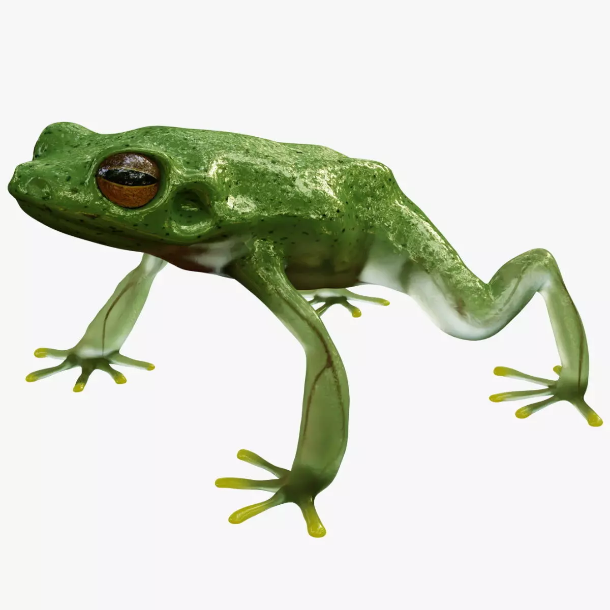 Tree Frog 3D model