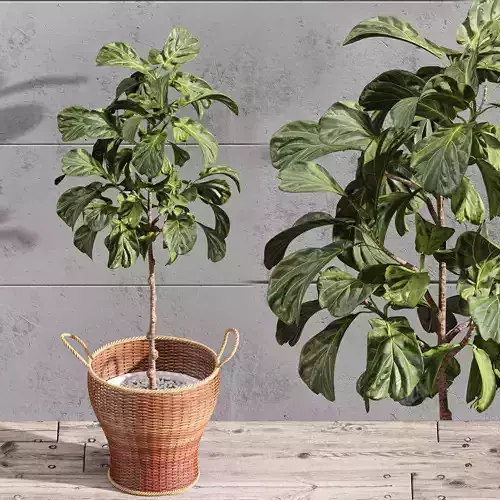 Plant Indoor Set Fiddle Leaf Fig 3D model
