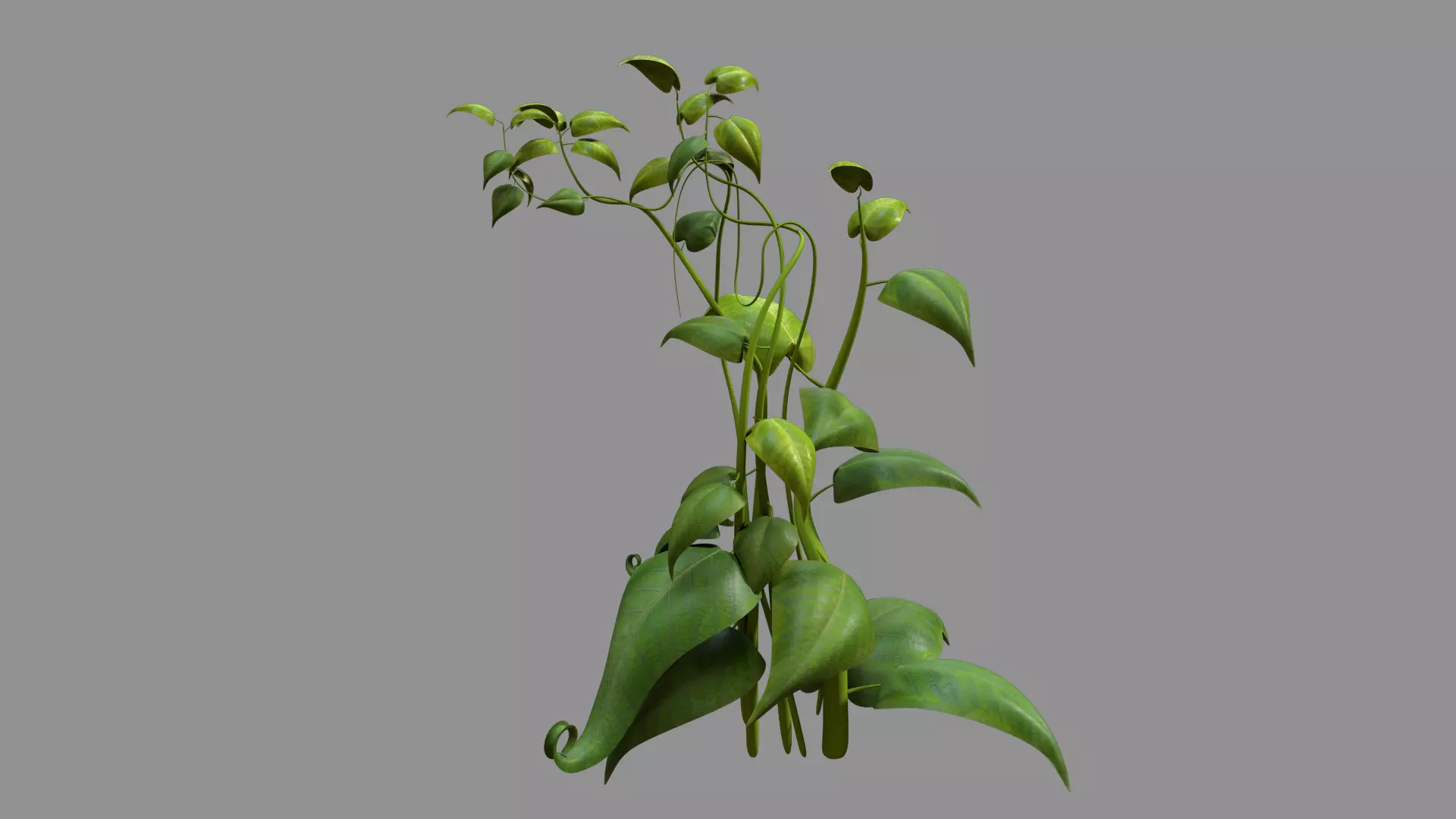 BushA plant 3D model