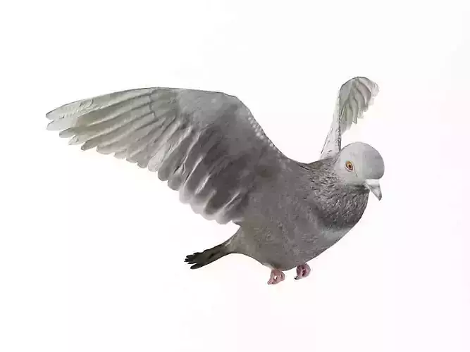 Wings Spread Pigeon