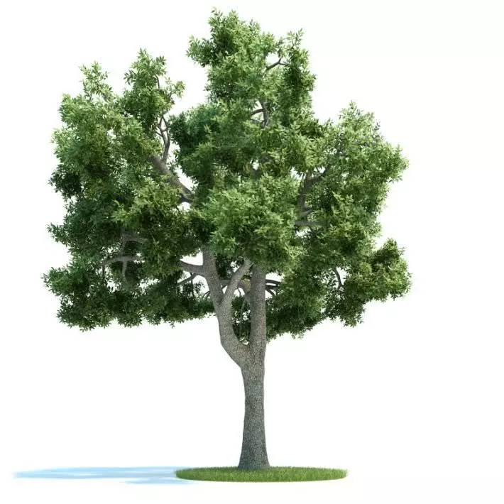 Large Green Tree 3D model_0