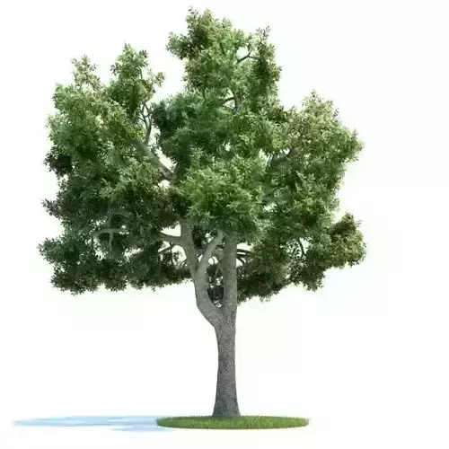 Large Green Tree