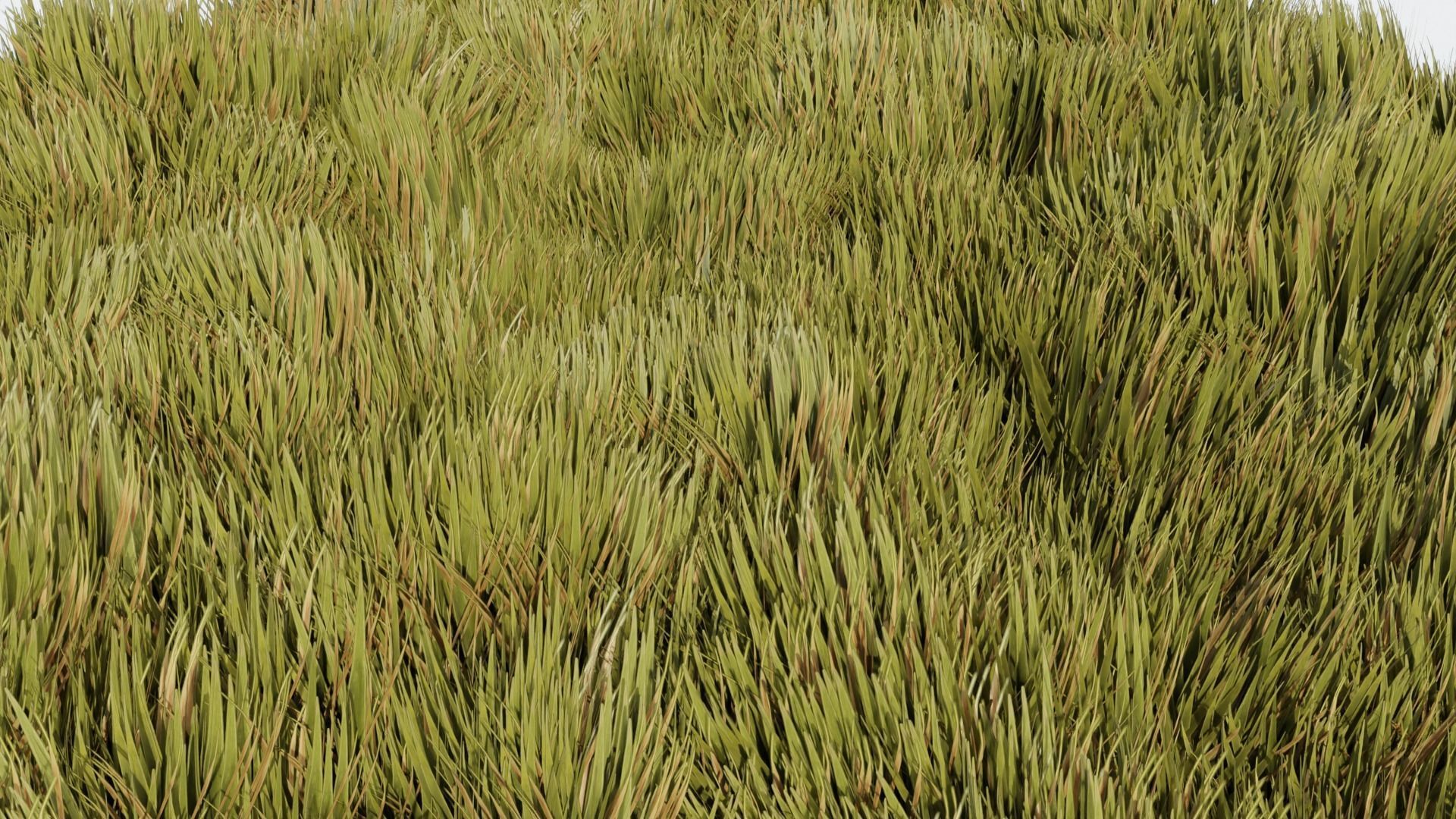 Grass - Erba Free 3D model_1
