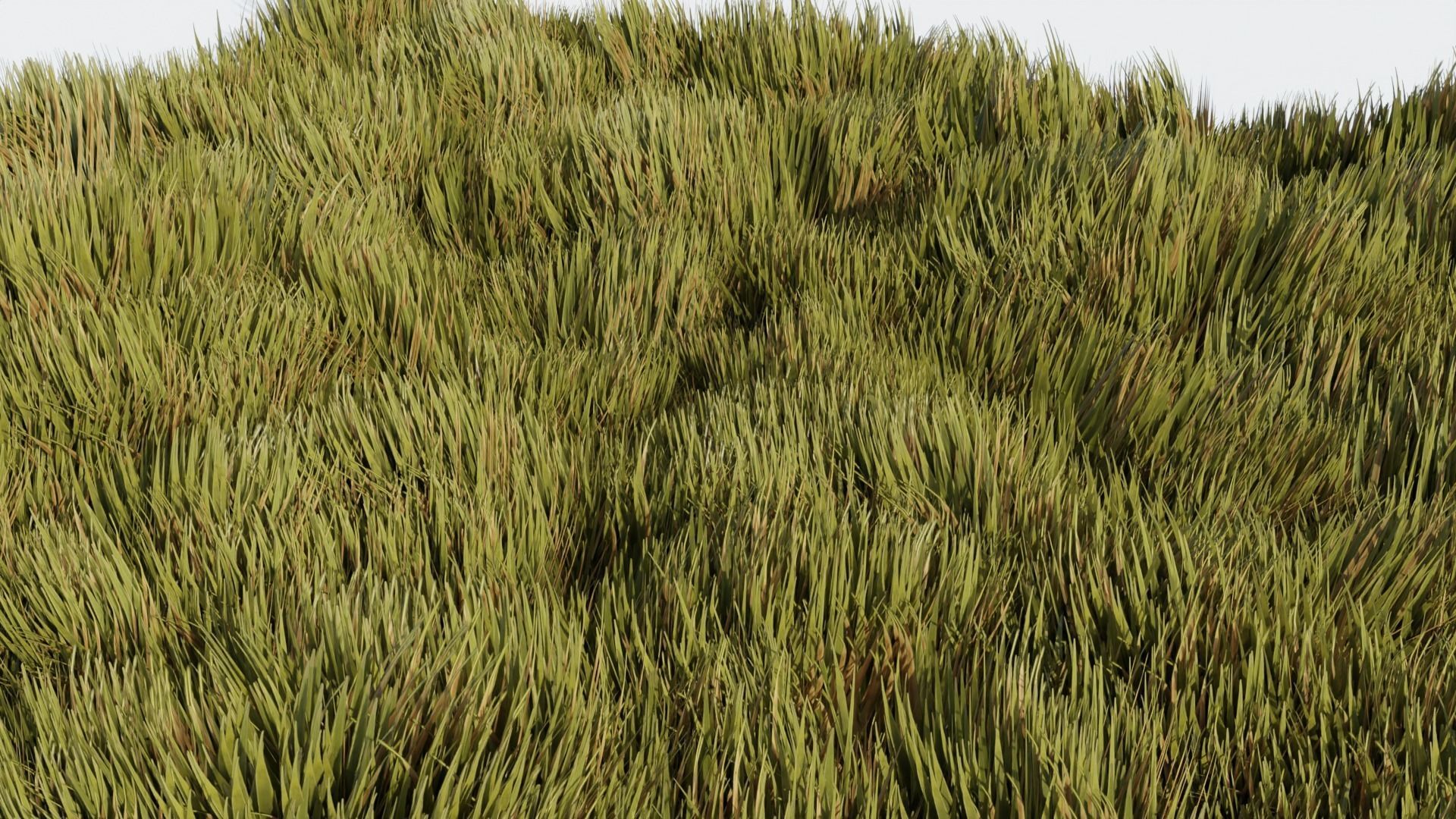 Grass - Erba Free 3D model_5