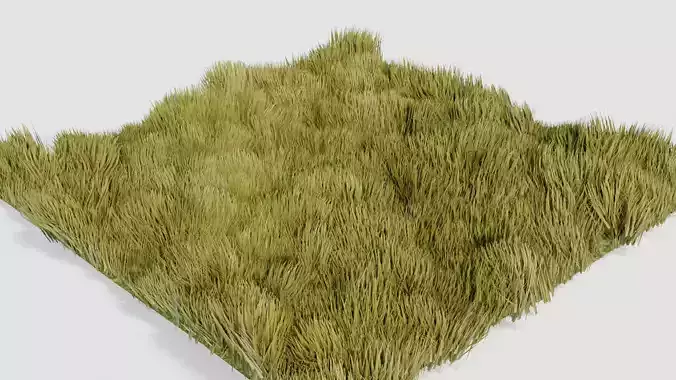 Grass - Erba
