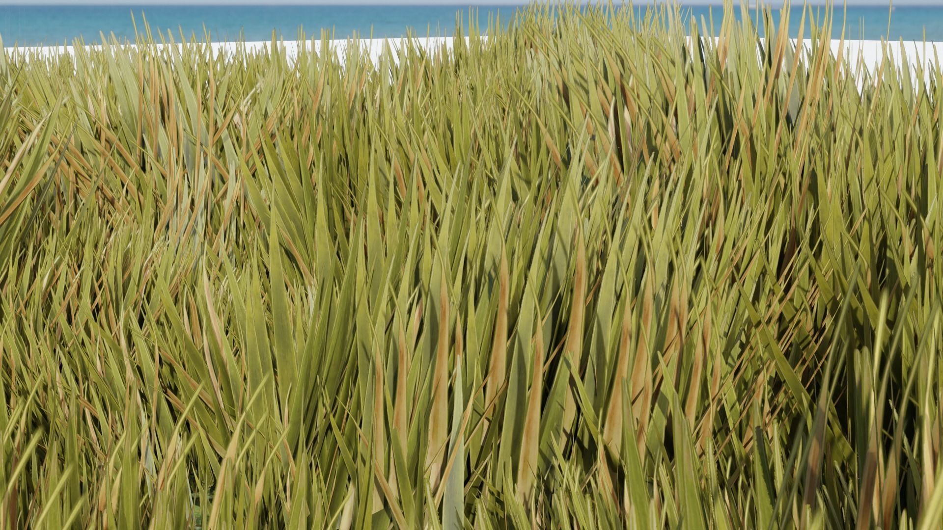 Grass - Erba Free 3D model_6