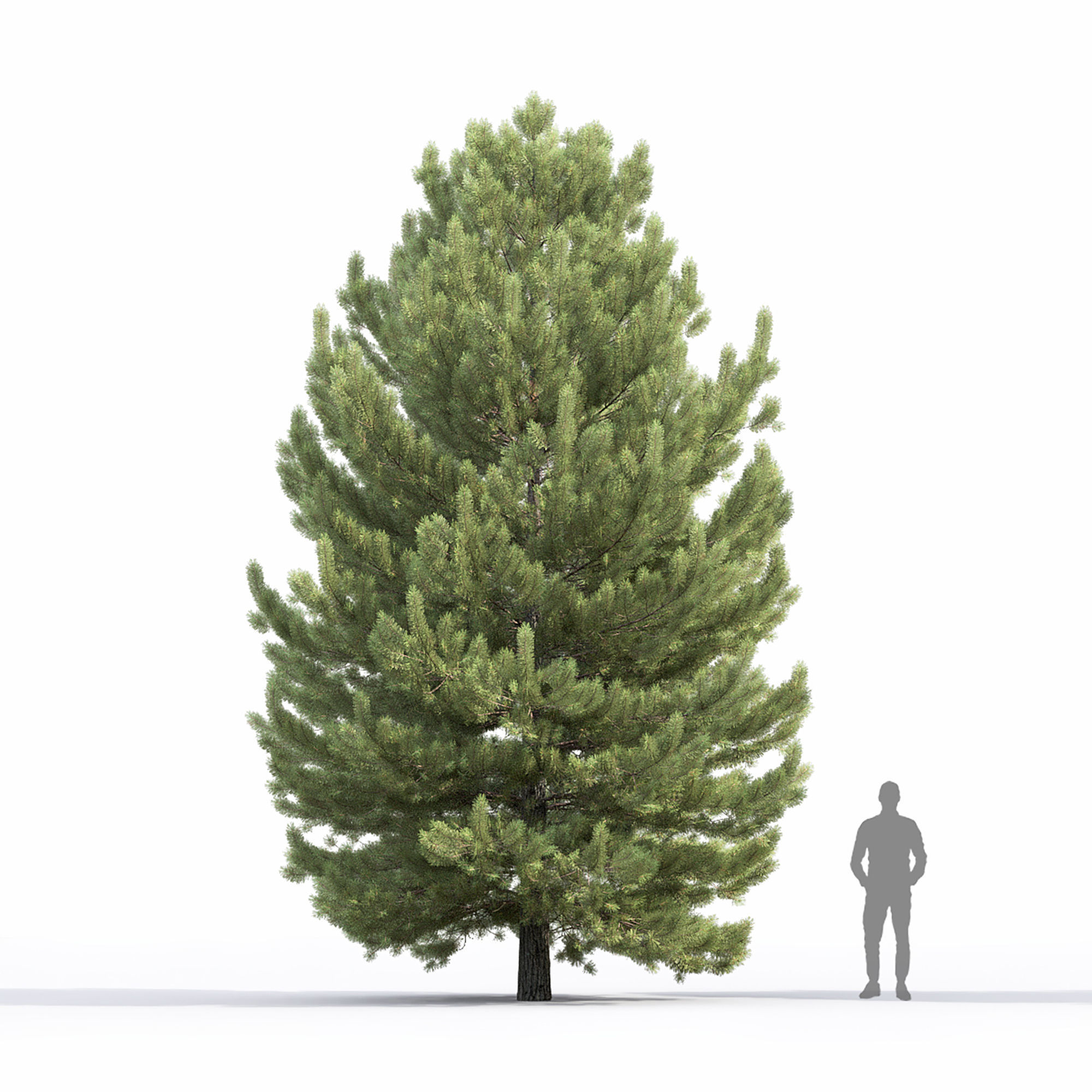 Pinus Sylvestris 32 3D model_2