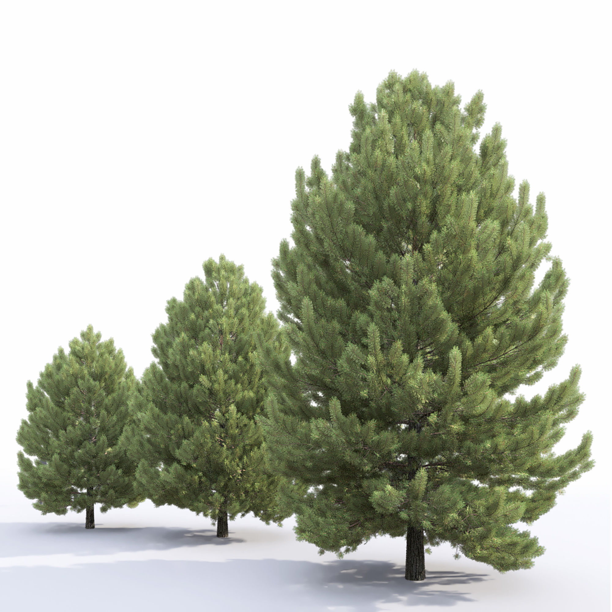 Pinus Sylvestris 32 3D model_1